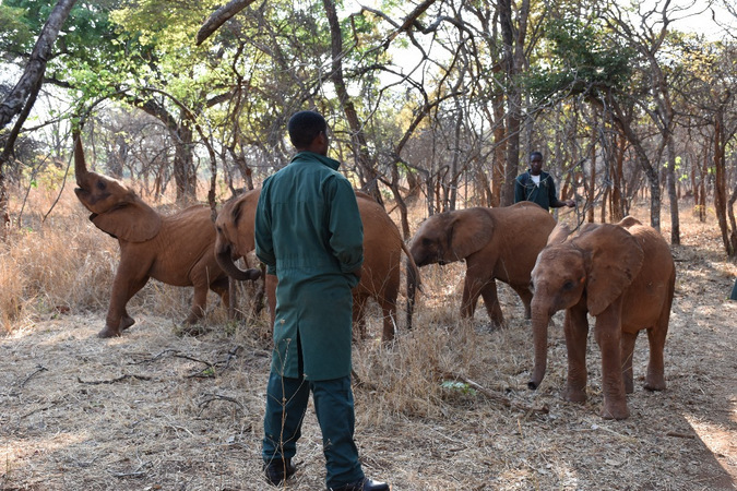 Elephant orphan calves out on a walk with their keepers