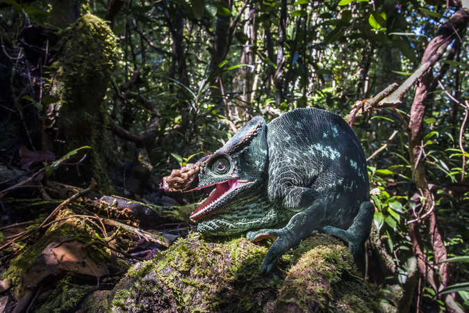 Large chameleon in a rainforest