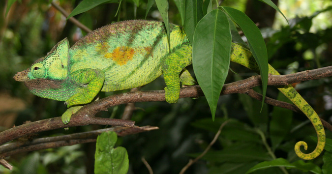 Large chameleon in a forest