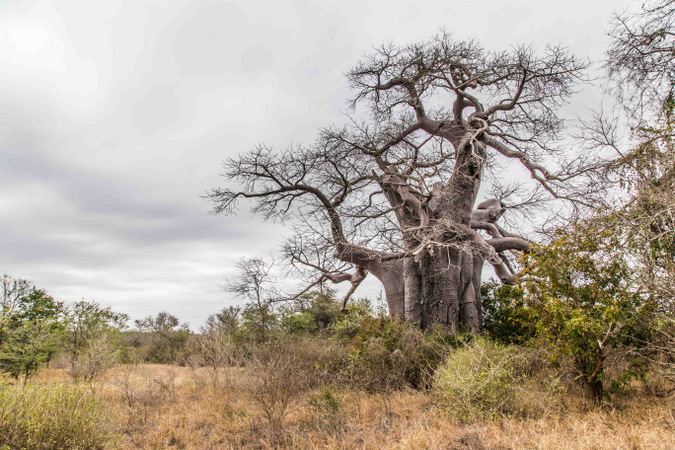 Baobab tree