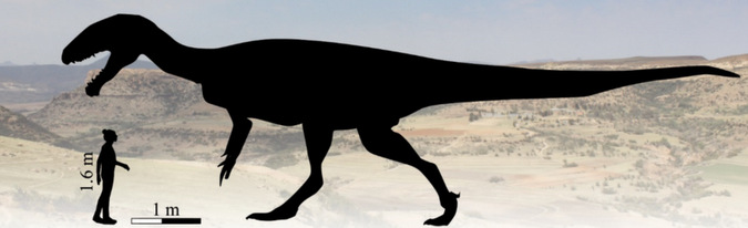 Estimated size of a megatheropod dinosaur