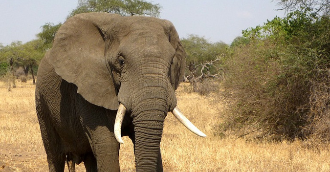 African elephant