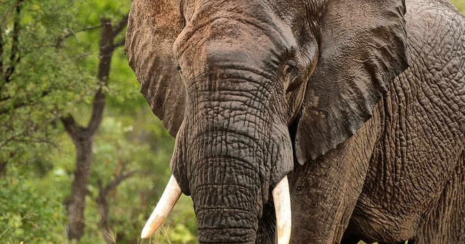 Elephant up close in wild