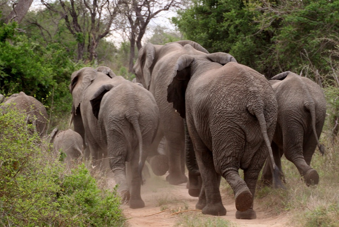 Elephant herd running down a dirt road in the bush