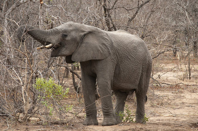 Elephant eating in the Kruger National Park