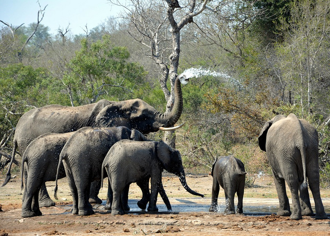 Elephants drinking water at a waterhole