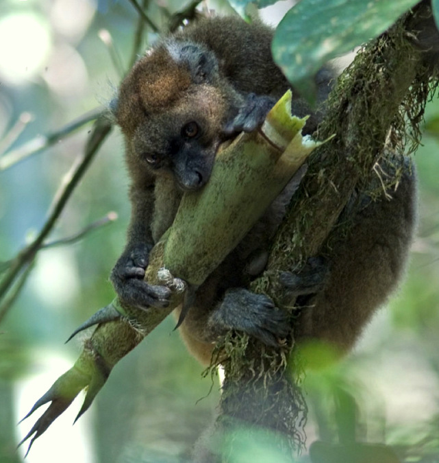 Bamboo lemur eating culm