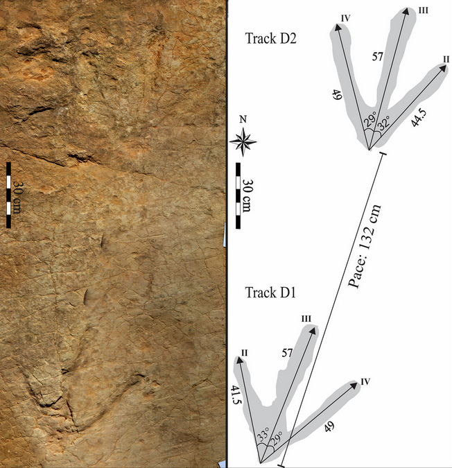 Megatheropod dinosaur tracks