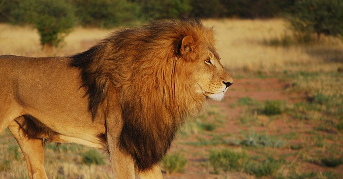 African male lion