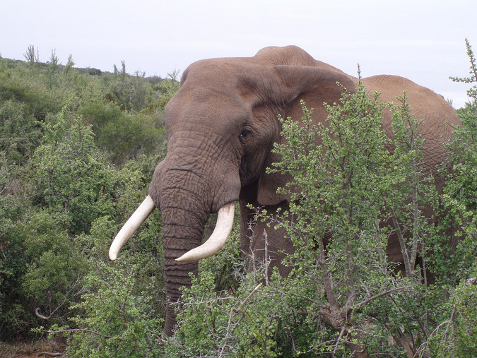 Large elephant in the bush