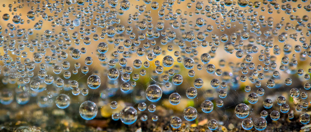 Dew drops on a spider's web