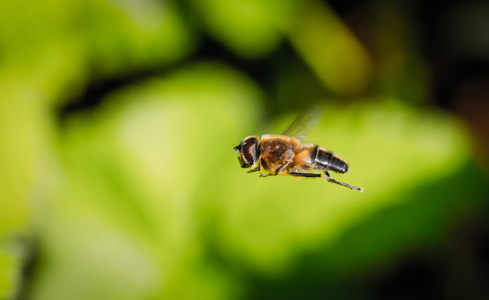 A close up of a bee flying