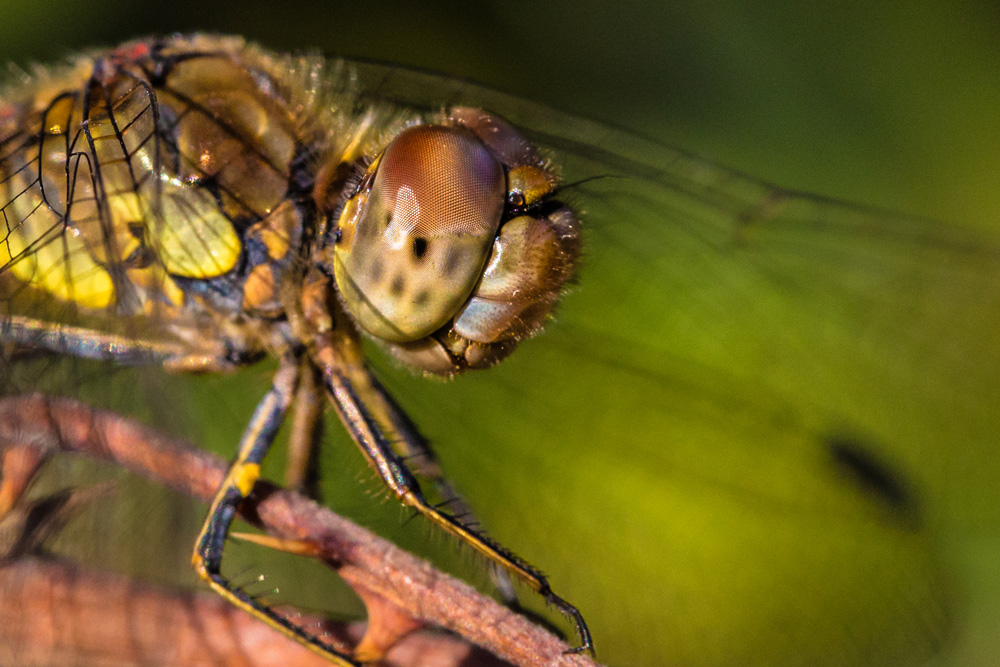 A sensational, intimate close up of a dragonfly