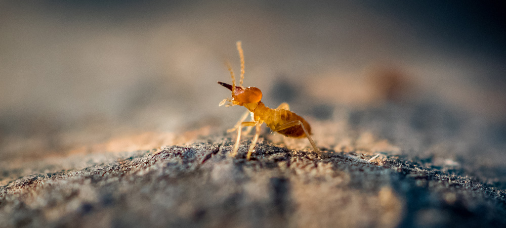 A termite standing on a mound