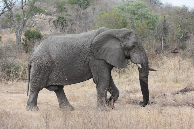 Elephant walking through the bush