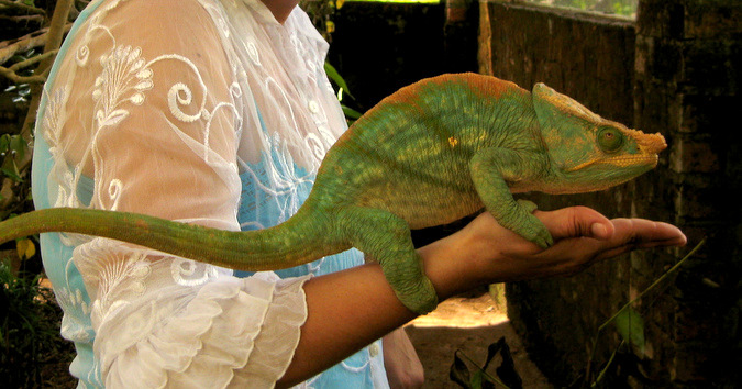 Large Parson's chameleon sitting on an arm