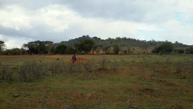 Maasai steppe landscape, wildlife