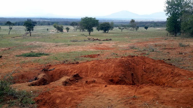 Aardwolf burrow, Maasai steppe landscape, wildlife