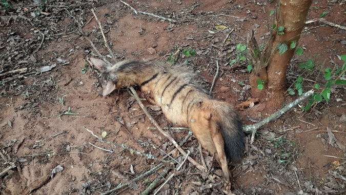 Deceased aardwolf in the Maasai Steppe, Kenya