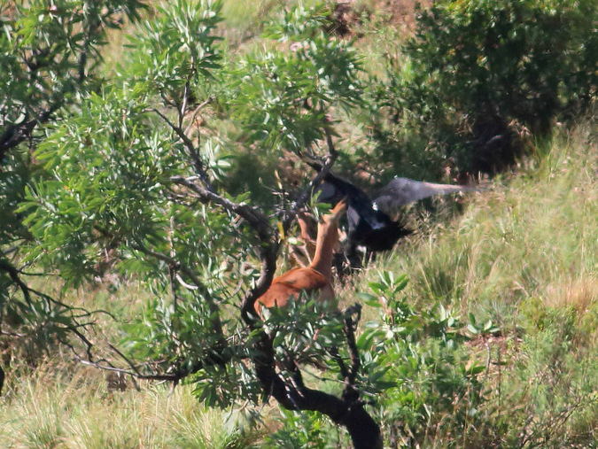 Unbelievable sighting Eagle catches young impala Africa Geographic