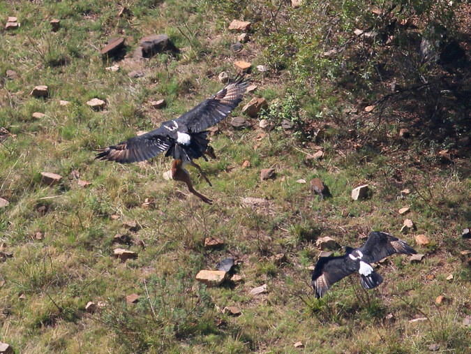 Unbelievable sighting Eagle catches young impala Africa Geographic