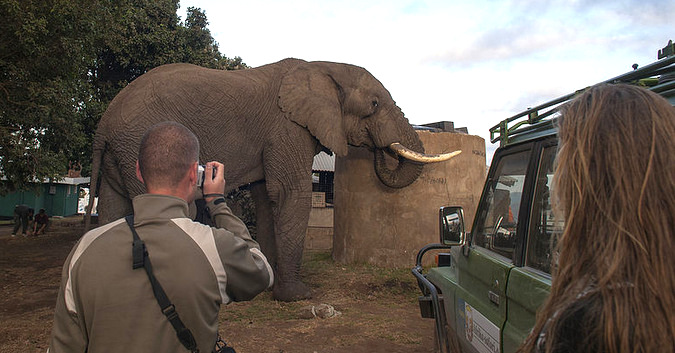 Safari tips Tourists approaching a wild bull elephant at a campsite near Ngorongoro crater