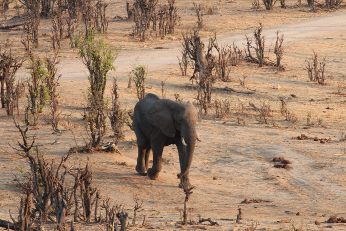 Elephant in Hwange National Park, Zimbabwe