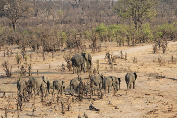 Opinion: Elephants damage only 1% of Hwange's vegetation - Africa ...