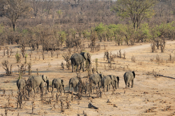 Elephant herd in Hwange National Park, Zimbabwe