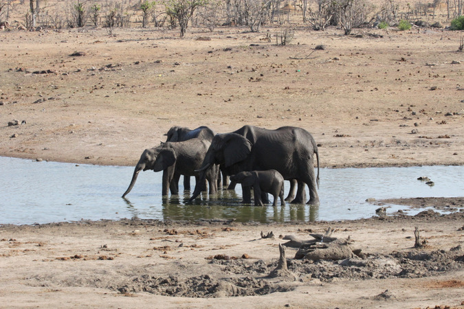 Elephants drinking from waterhole in Hwange National Park, Zimbabwe