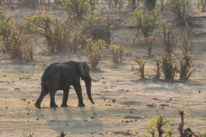 Two elephants in Hwange National Park, Zimbabwe