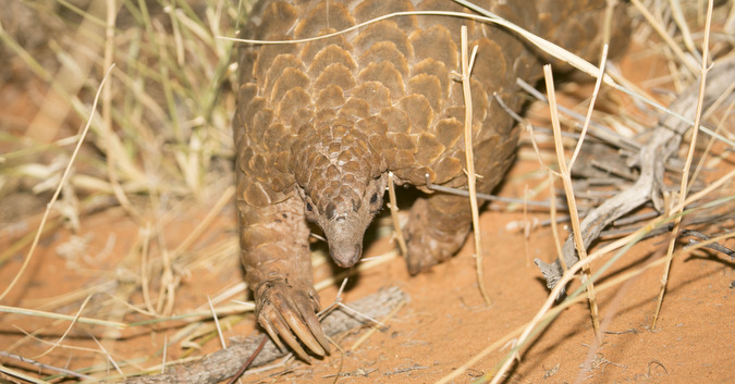 African pangolin