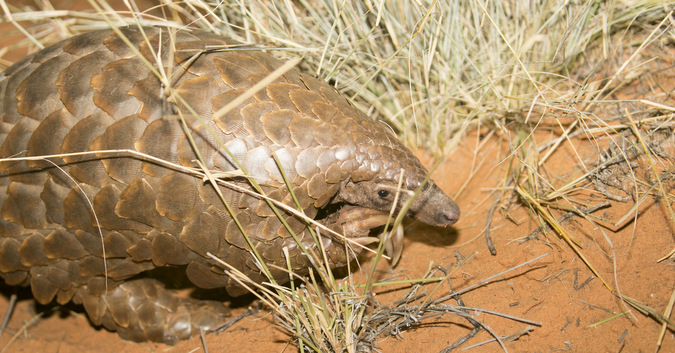 African pangolin