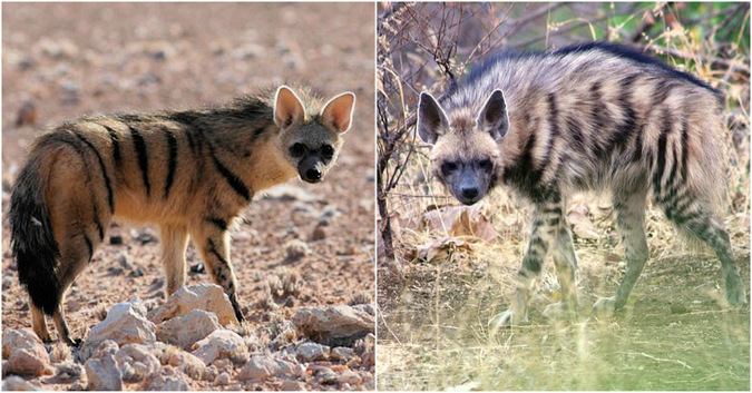 Showing the difference between an aardwolf and striped hyena