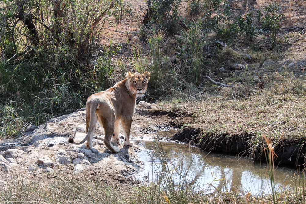 A lioness in the bush staring back at the camera