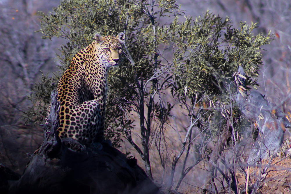 Leopard sitting on a rock looking at the camera