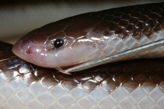 Enormous fangs of a Bibron's stiletto snake from the Kalahari, venomous snake