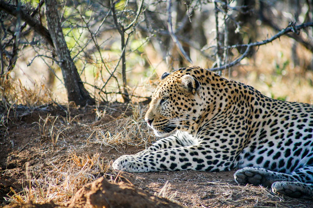 Leopard relaxing in the bush