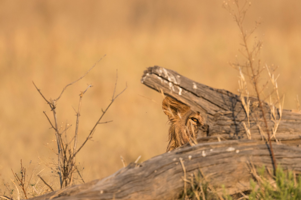 Lion peaking out from behind a log