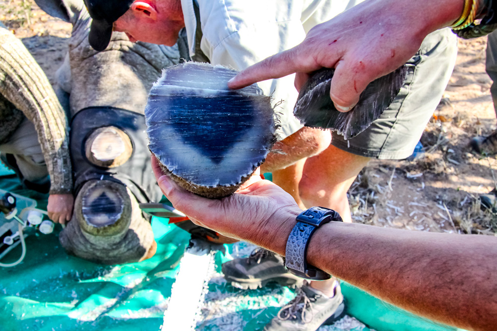 Photo of the inside of a cut off piece of rhino horn