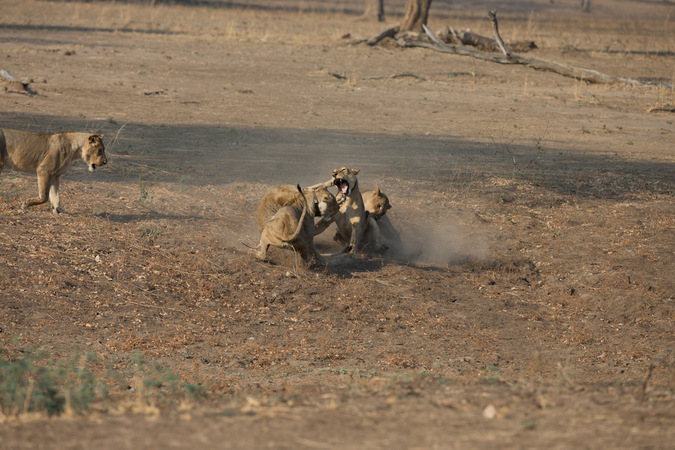 Epic Lion Battle In Nsefu Africa Geographic 4759