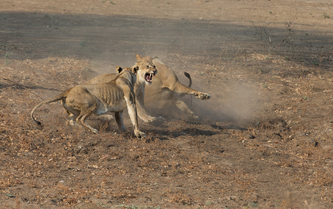 Epic lion battle in Nsefu - Africa Geographic