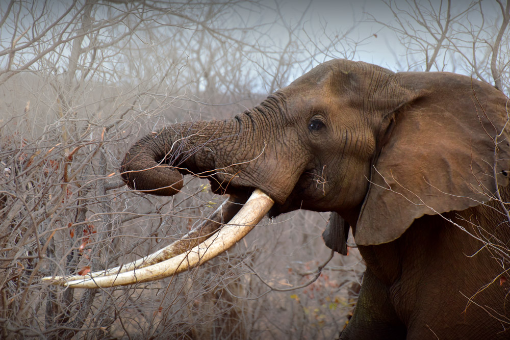 Elephant with magnificent tusks in the Kruger