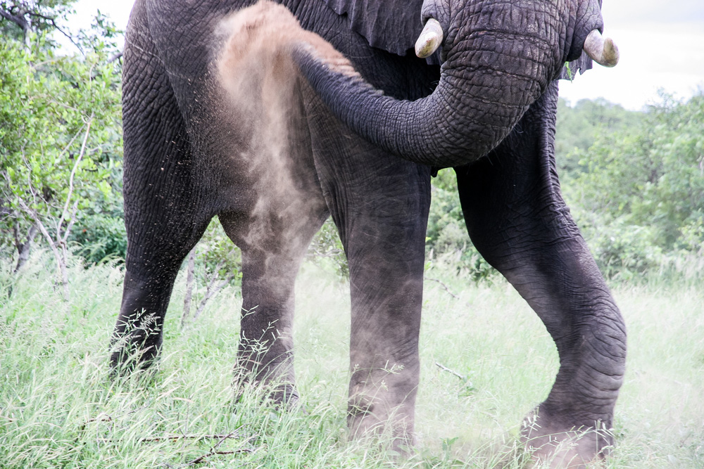 Elephant having a dust bath
