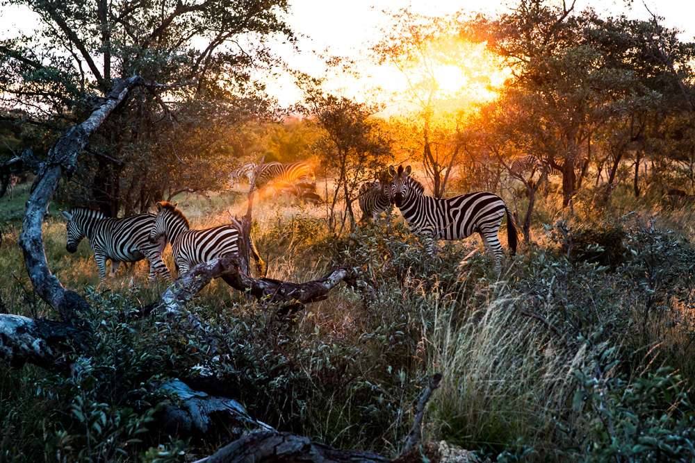 Three zebras in the bush