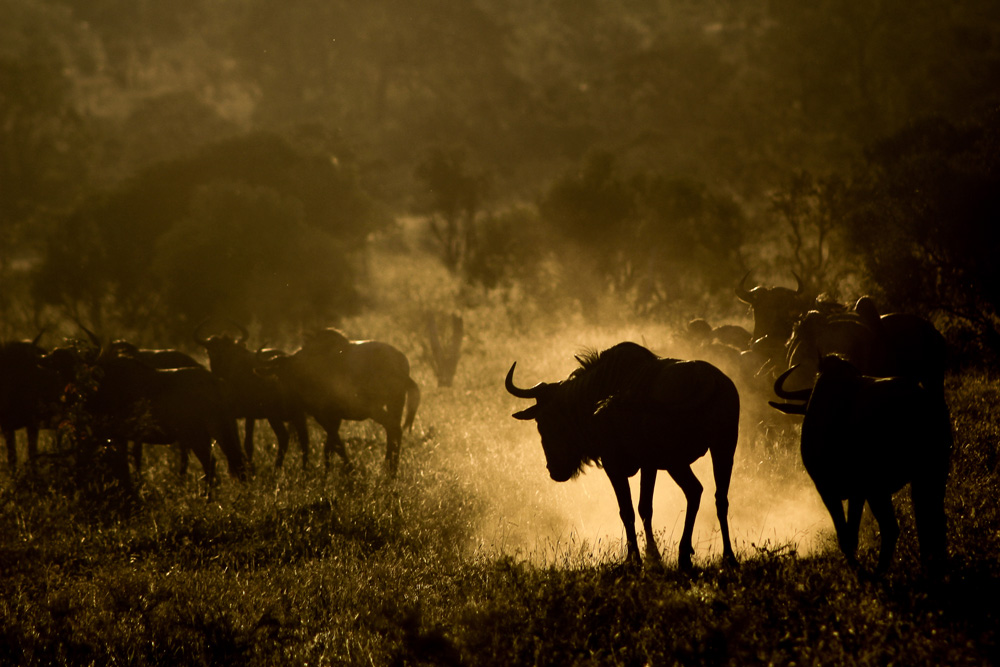 A herd of wildebeest