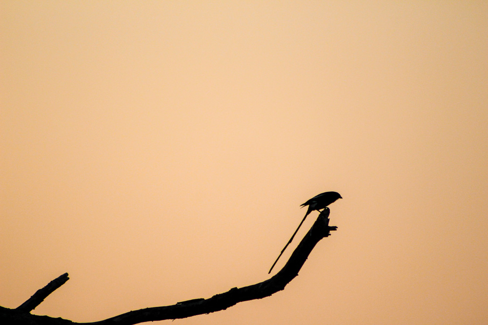 Small bird sitting on a branch