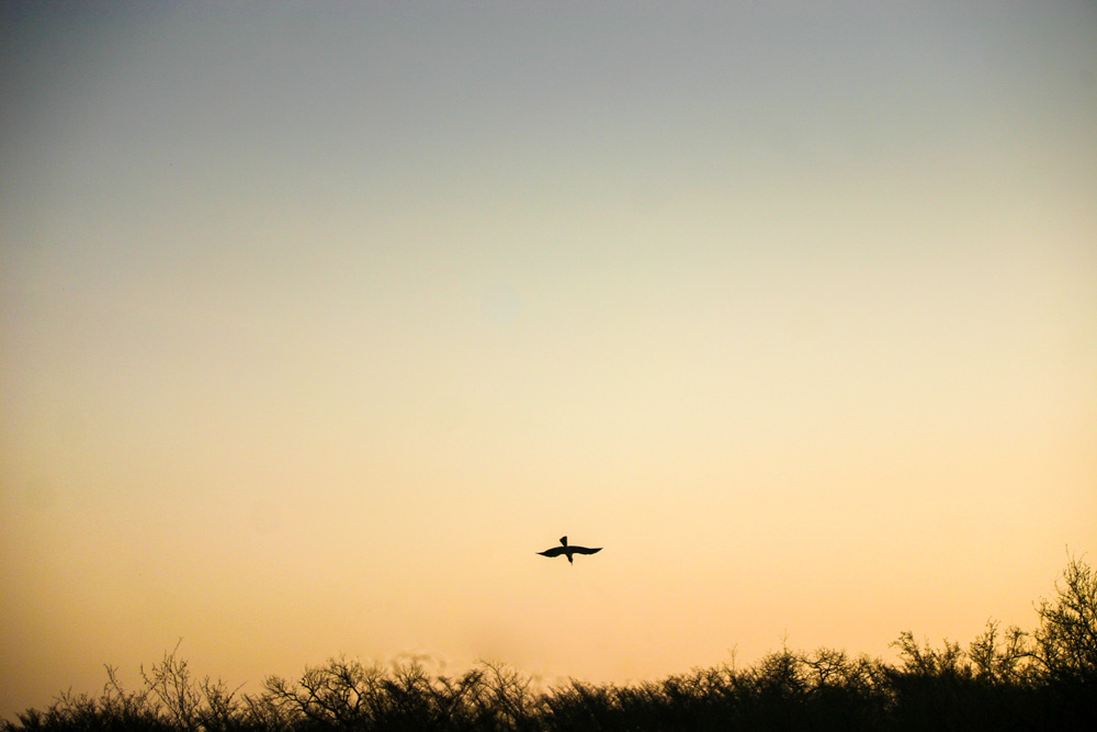 A bird soaring through the air