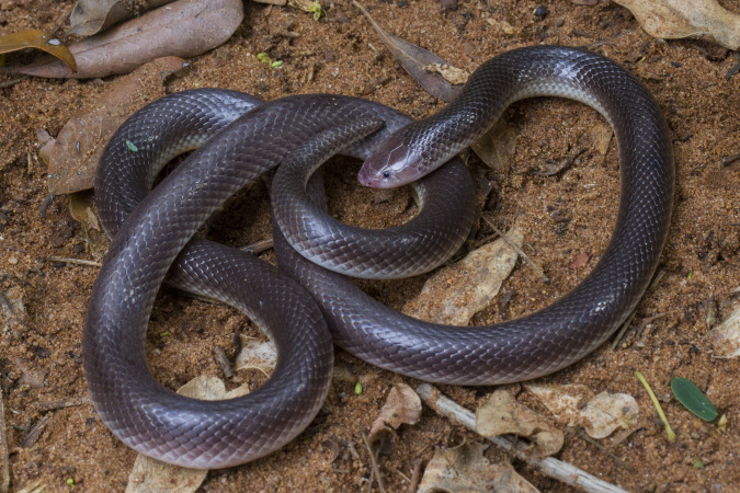 Stiletto snake (Atractaspis bibronii), venomous