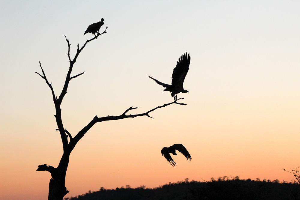 Two birds sitting in a tree and one flying through the air